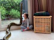 Little Girl Interacting With Her Pet Pythons