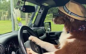 Dog With Sunglasses And Hat Sits on Driver's Seat - Animals - VIDEOTIME.COM