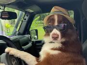 Dog With Sunglasses And Hat Sits on Driver's Seat
