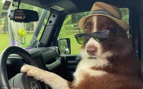 Dog With Sunglasses And Hat Sits on Driver's Seat
