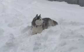 Playful Husky Runs Away From Owner - Anims - VIDEOTIME.COM