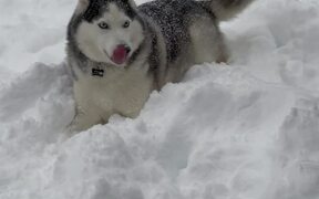 Playful Husky Runs Away From Owner - Anims - VIDEOTIME.COM