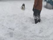 Playful Husky Runs Away From Owner