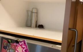 Man Fails to Capture Mouse Hiding Inside Cabinet - Animals - VIDEOTIME.COM