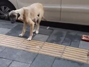Man Feeds Meat to Stray Mother Dog