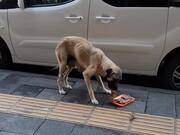 Man Feeds Meat to Stray Mother Dog
