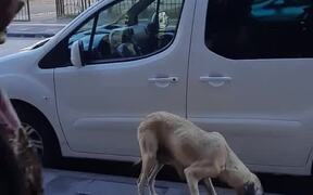 Man Feeds Meat to Stray Mother Dog - Animals - VIDEOTIME.COM