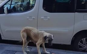 Man Feeds Meat to Stray Mother Dog - Animals - VIDEOTIME.COM