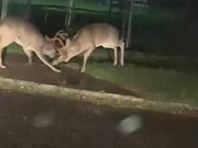 Two Deer Wrestle With Each Other in Middle of Road