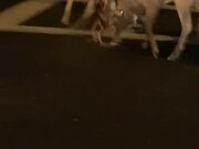 Two Deer Wrestle With Each Other in Middle of Road