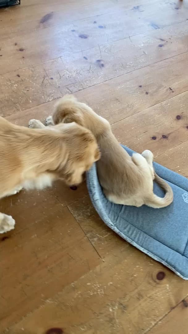 Jealous Retriever Pulls Dog Bed From Under A Puppy