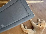 Jealous Retriever Pulls Dog Bed From Under A Puppy
