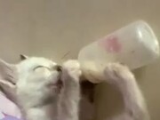 Kitten Adorably Drinks Milk From Baby Bottle