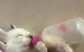 Kitten Adorably Drinks Milk From Baby Bottle - Animals - VIDEOTIME.COM