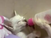 Kitten Adorably Drinks Milk From Baby Bottle