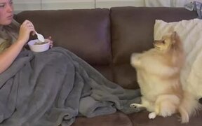 Dog Begging For Food Uses Her Paws - Animals - VIDEOTIME.COM
