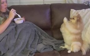 Dog Begging For Food Uses Her Paws - Animals - VIDEOTIME.COM