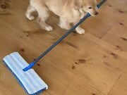 Golden Retriever Puppy Cleans Floor