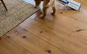 Golden Retriever Puppy Cleans Floor - Animals - VIDEOTIME.COM