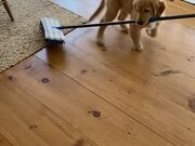 Golden Retriever Puppy Cleans Floor
