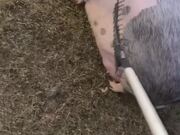 Farm Pig Loves Getting Scratched With Rake