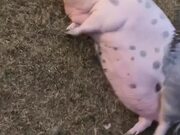 Farm Pig Loves Getting Scratched With Rake