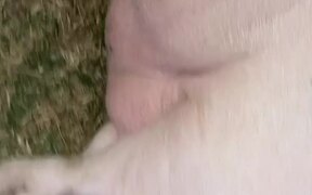 Farm Pig Loves Getting Scratched With Rake - Animals - VIDEOTIME.COM