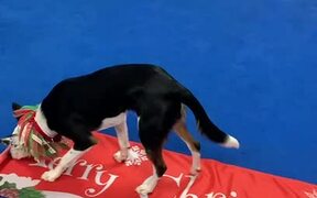 Dogs Have Unique Way of Wishing Christmas - Animals - VIDEOTIME.COM