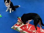 Dogs Have Unique Way of Wishing Christmas