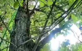 Person Rescues Stranded Kitten From Tree - Animals - VIDEOTIME.COM