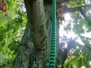 Person Rescues Stranded Kitten From Tree