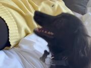 Sausage Dog Goes Into Sneezing Frenzy