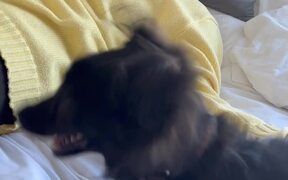 Sausage Dog Goes Into Sneezing Frenzy - Animals - VIDEOTIME.COM