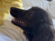 Sausage Dog Goes Into Sneezing Frenzy