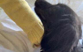 Sausage Dog Goes Into Sneezing Frenzy - Animals - VIDEOTIME.COM