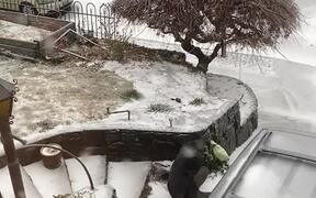 Taking Out Compost After An Ice Storm - Fun - VIDEOTIME.COM