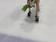 The World's First Ice-Skating Dog Hits The Rink