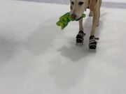 The World's First Ice-Skating Dog Hits The Rink