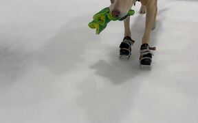 The World's First Ice-Skating Dog Hits The Rink - Animals - VIDEOTIME.COM