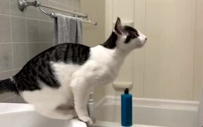 Gutsy Kitten Falls Flat On Her Face - Animals - VIDEOTIME.COM