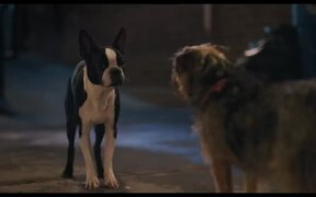 Strays Red Band Trailer - Movie trailer - VIDEOTIME.COM