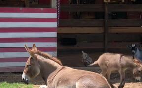 1-Week-Old Baby Donkey Tries to Play With Mommy - Animals - VIDEOTIME.COM