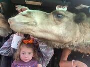 Car Window Breaks as Camels Insert Necks Inside