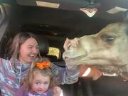 Car Window Breaks as Camels Insert Necks Inside