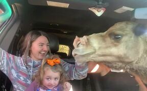 Car Window Breaks as Camels Insert Necks Inside - Animals - VIDEOTIME.COM