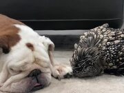 Chicken and Dog Sleep Together