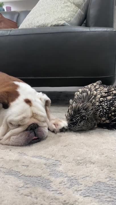 Chicken and Dog Sleep Together