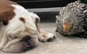 Chicken and Dog Sleep Together - Animals - Videotime.com