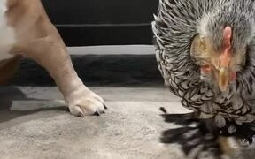 Chicken and Dog Sleep Together - Animals - VIDEOTIME.COM
