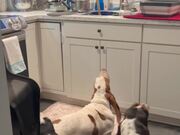 Dog Is Eager To Help Hooman With Dishes
